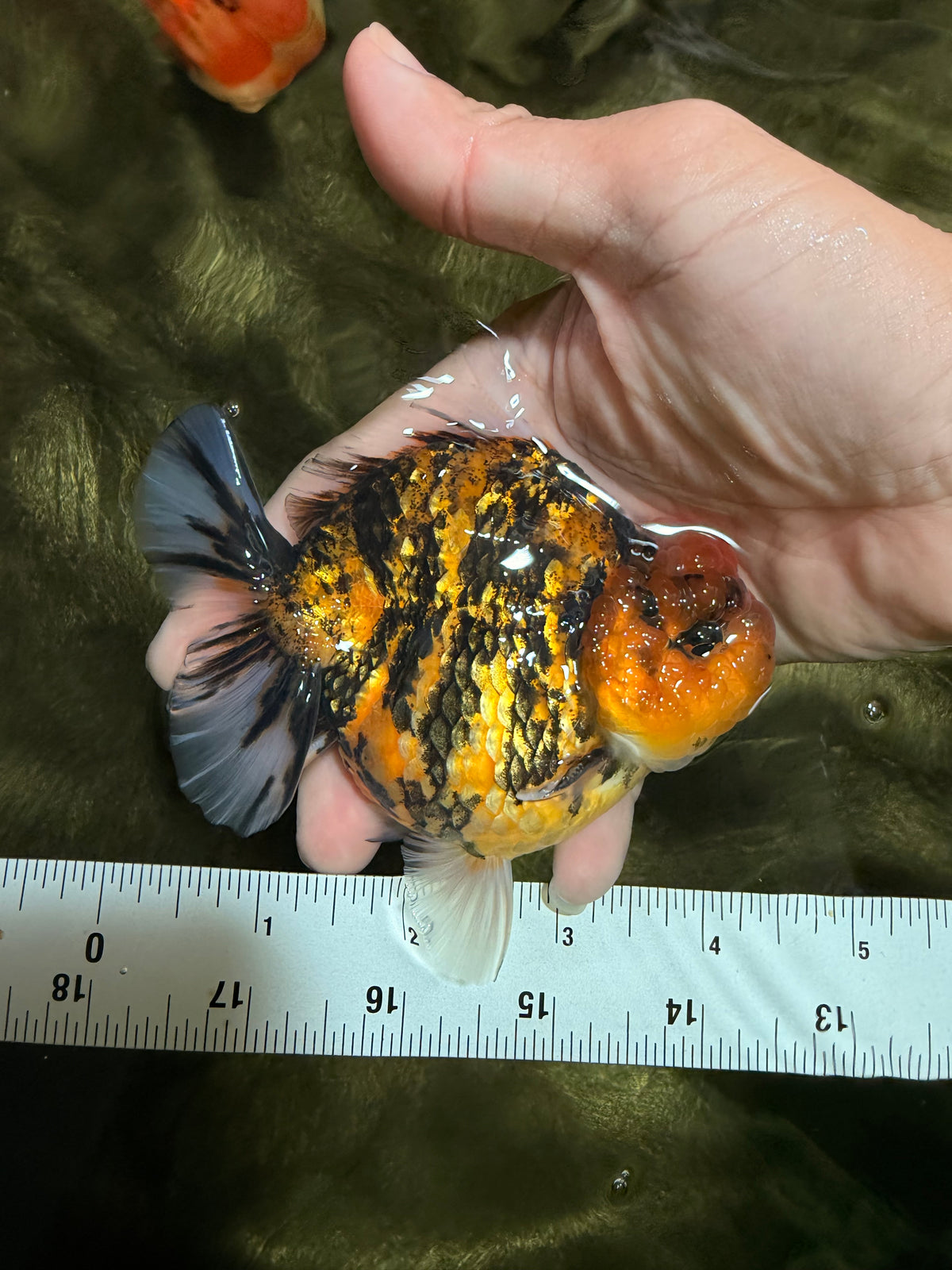 A Grade Tiger Yuanbao Male 4.5 inches #101626YB_34