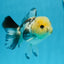 Panda Button Eyes Oranda Male 4.5 inches #0920OR_20