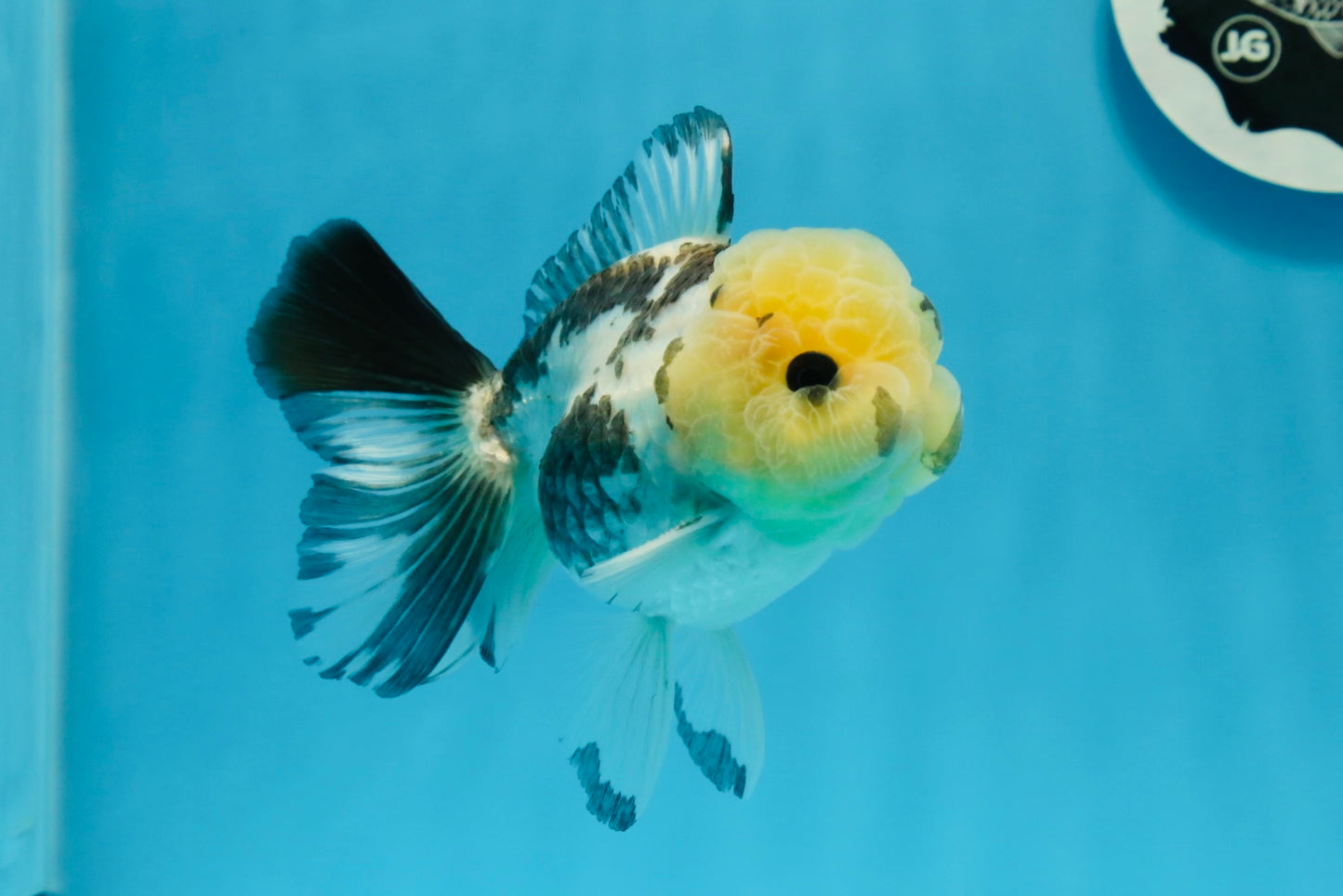 Panda Oranda macho con ojos de botón de 4,5 pulgadas #0920OR_20