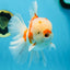 AAA Grade CHONKY Sakura Oranda Male 6 inches #082225OR_10
