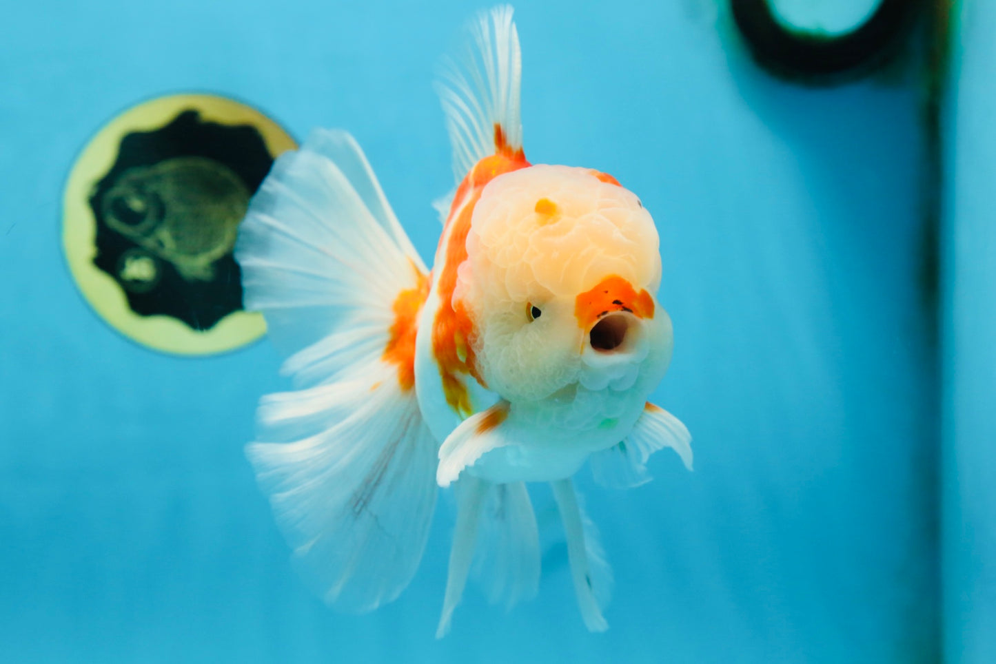 AAA Grade CHONKY Sakura Oranda Male 6 inches #082225OR_10