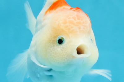 A Grade Sakura Yuanbao Female 4 inches #103125YB_07