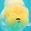 AAA Grade  Diamond Scale White Sakura Shark Ranchu Male 5.5 inches #100226RC_27