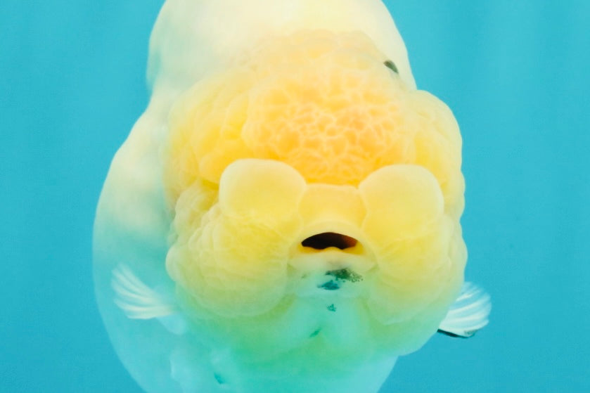 AAA Grade  Diamond Scale White Sakura Shark Ranchu Male 5.5 inches #100226RC_27