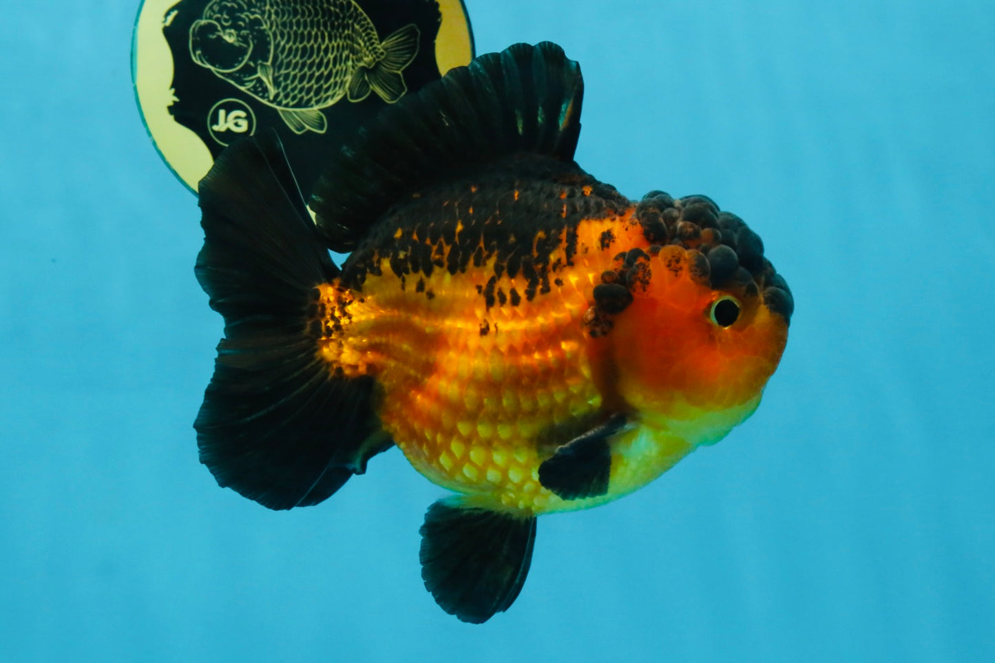 Apache Yuanbao Male 5 inches #110725YB_07