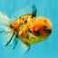A Grade Tiger Oranda Male 5.5-6 inches #081426OR_04