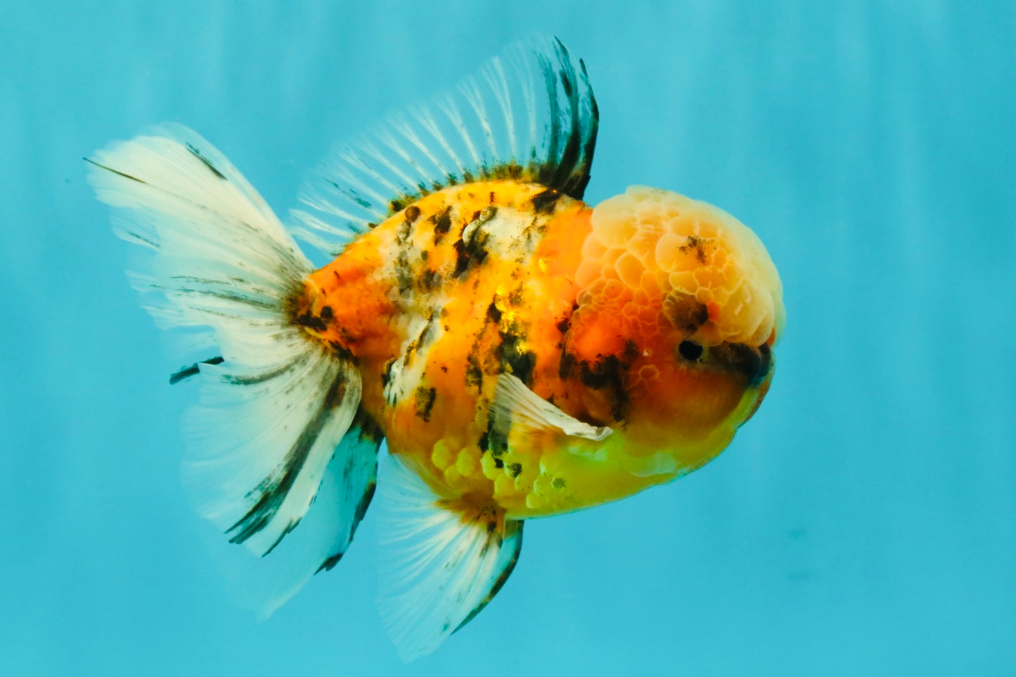 A Grade Tiger Oranda Male 5.5-6 inches #081426OR_04