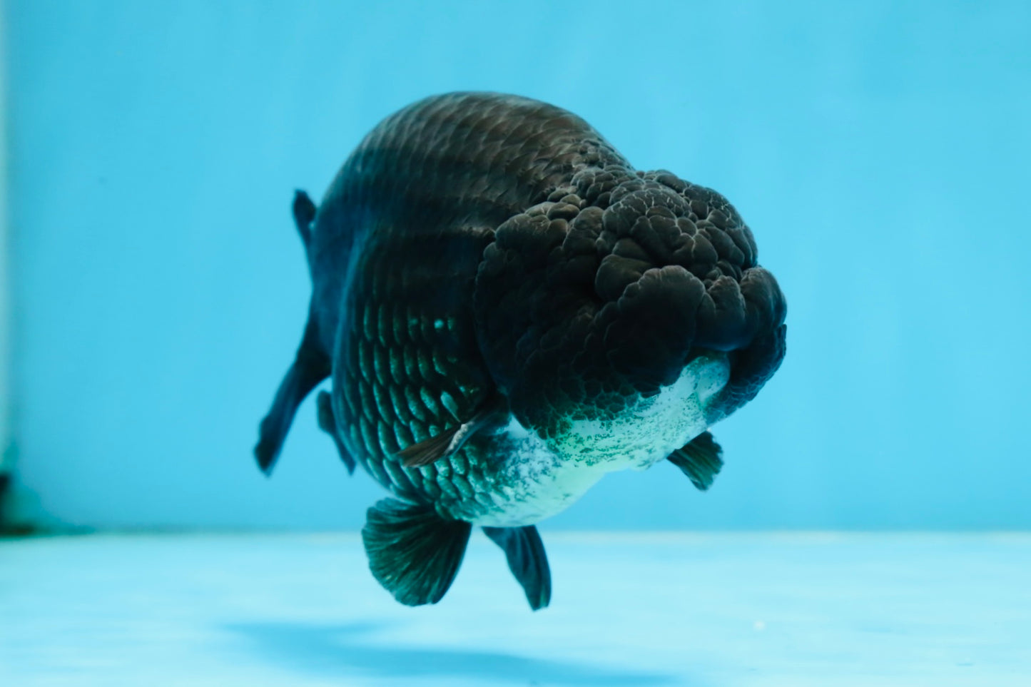 A Grade Black LionKing 5-5.5 inches #070425LC_07