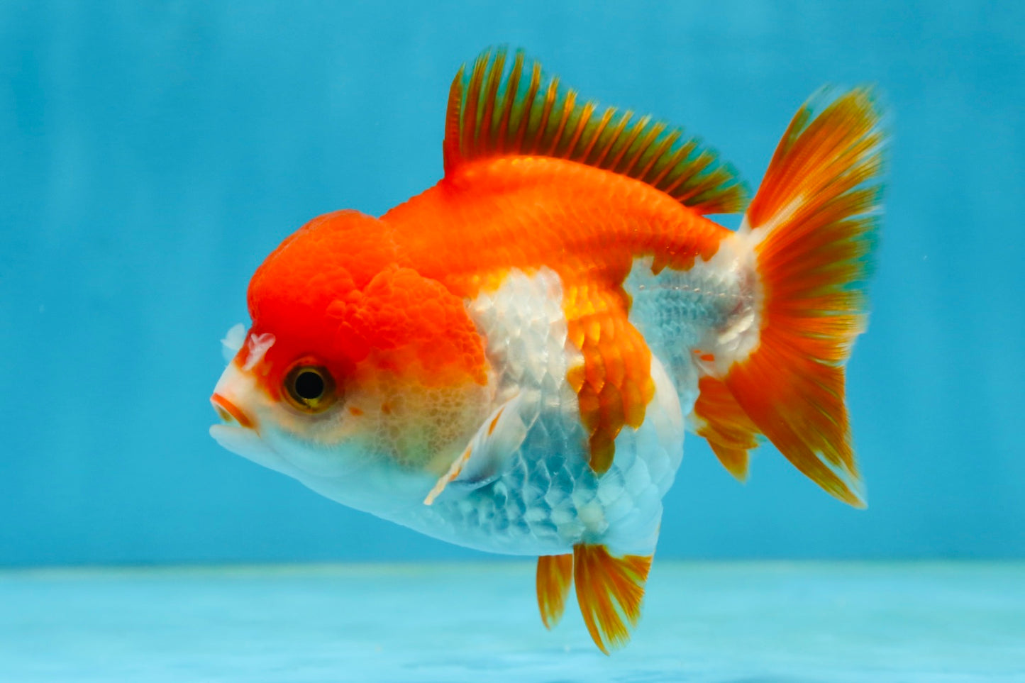 Red White Yuanbao Female 4-4.5 inches #062725YB_12