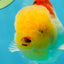 AAA Grade Sakura Oranda Male 4.5 inches #050925OR_52