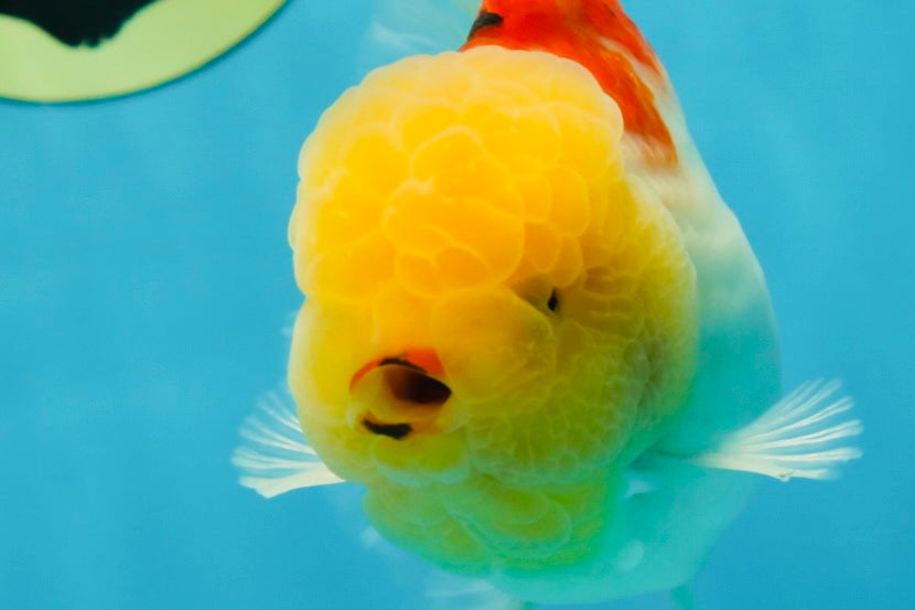 AAA Grade Sakura Oranda Male 4.5 inches #050925OR_52