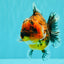 UNIQUE AAA Grade Tiger Yuanbao Male 5-5.5 inches #100926YB_01