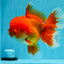 TOMATO AAA Grade Red White Oranda Male 6.5 inches #022026OR_05