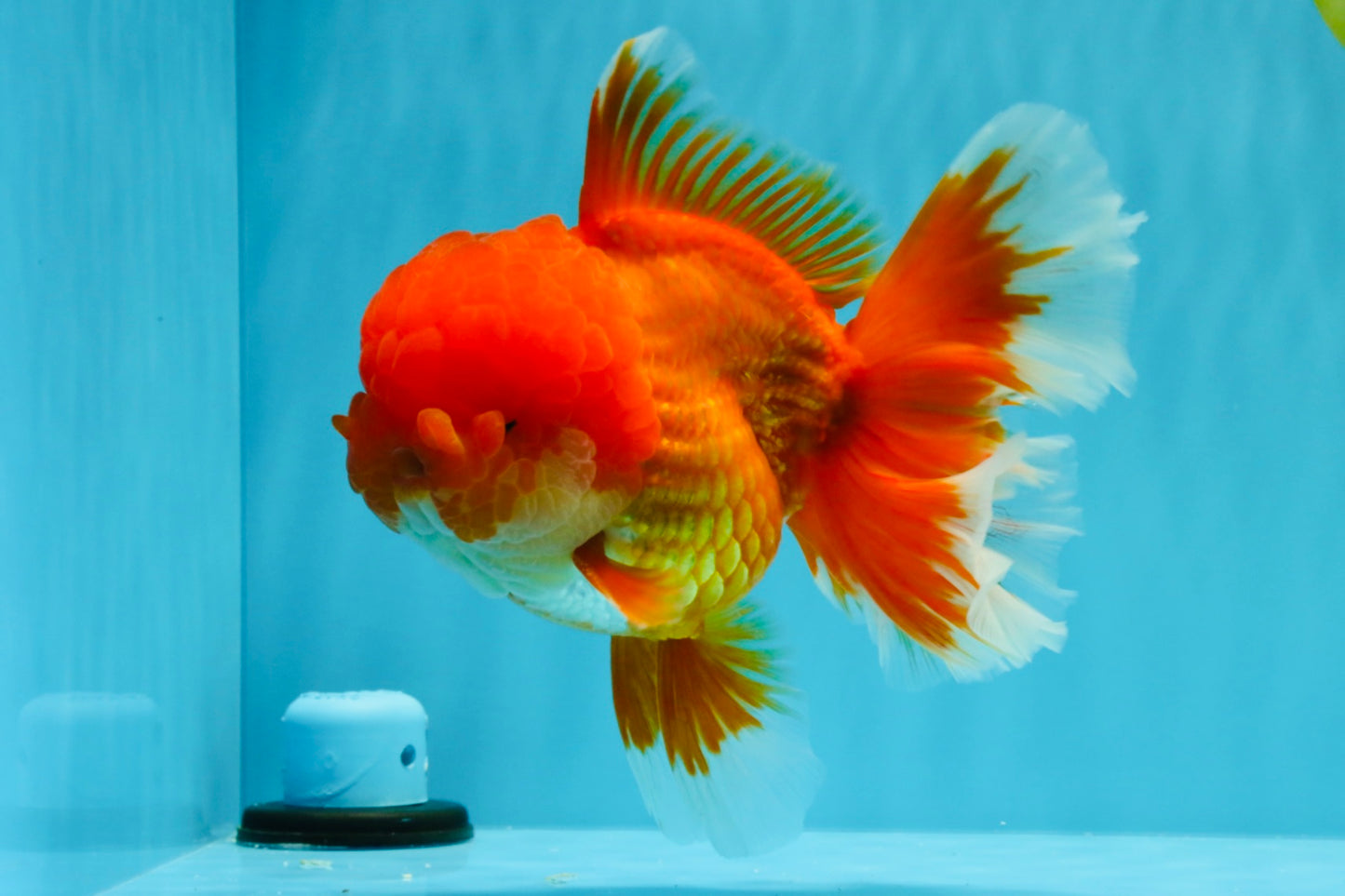 TOMATO AAA Grade Red White Oranda Male 6.5 inches #022026OR_05