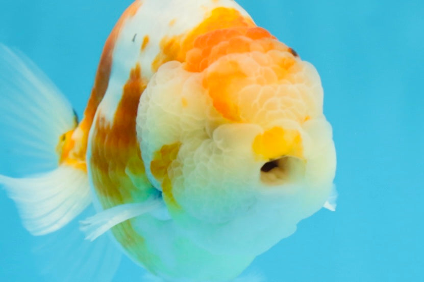 AAA Grade CHUBBY Sakura LionKing 5 inches #062025LC_03