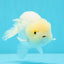 ❄️ Super Cute Snow White Lemonhead Lionchu Male 4.5 inches #0524LC_14