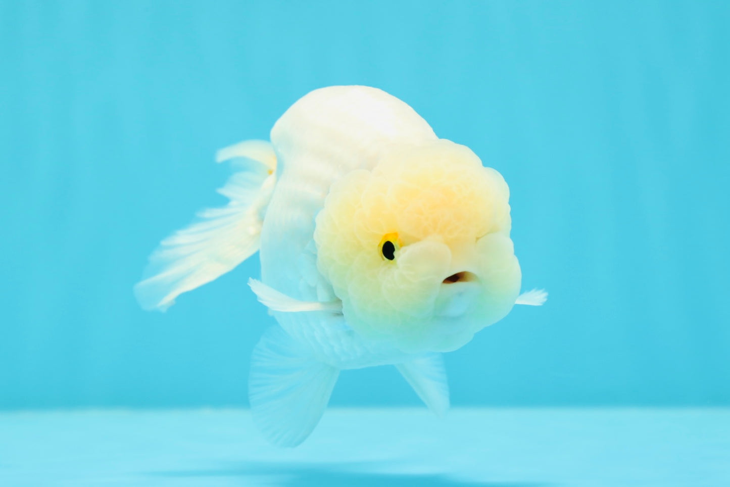 ❄️ Super Cute Snow White Lemonhead Lionchu Male 4.5 inches #0524LC_14