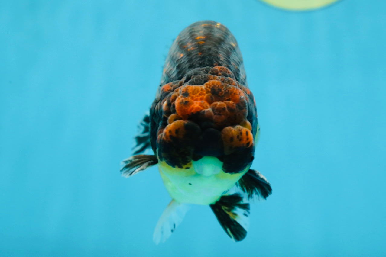 A Grade Kirin Ranchu Male 5 inches #062725LC_03