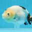 A Grade Chinese Cow Ranchu Female 4.5-5 inches #101725RC_18