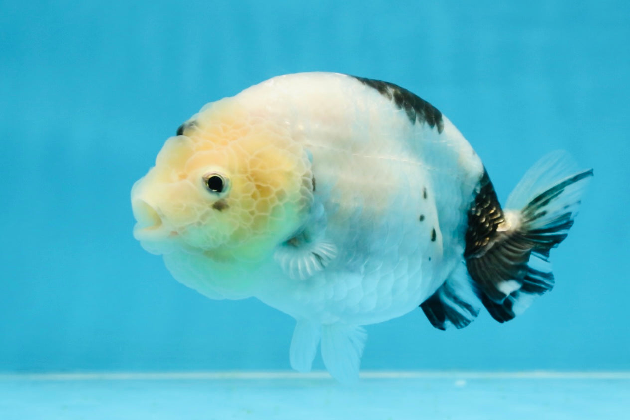 A Grade Chinese Cow Ranchu Female 4.5-5 inches #101725RC_18