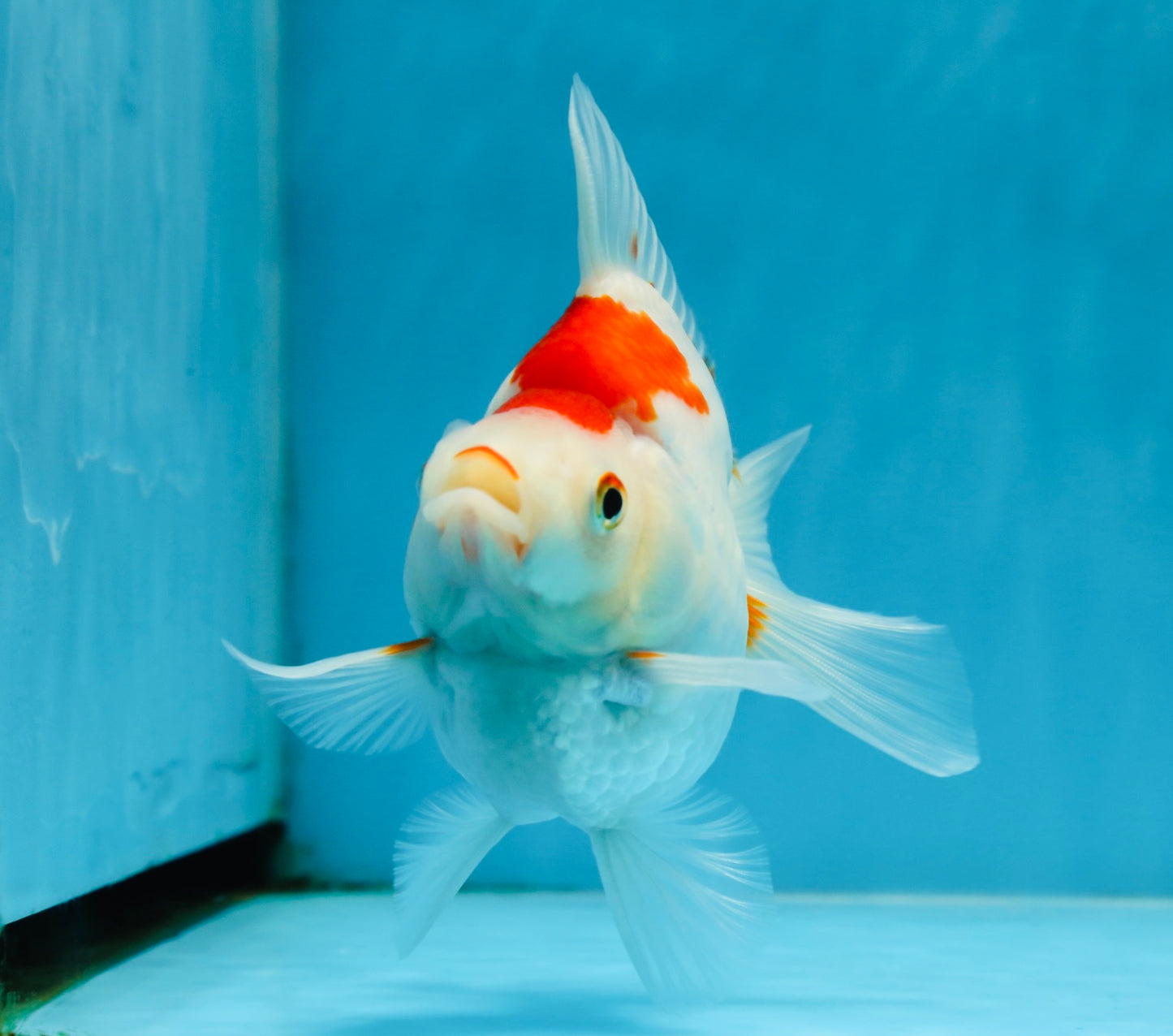 A Grade Kohaku Ryukin Red White Female 5 inches #070425RK_03