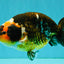 UNIQUE Tricolor Chinese Ranchu Male 6.5  inches #050826RC_12