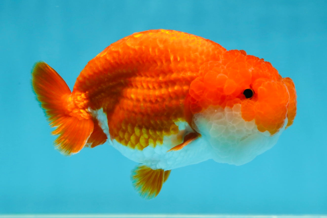 A Grade Red White LionQueen 4.5-5 inches #052325LC_22