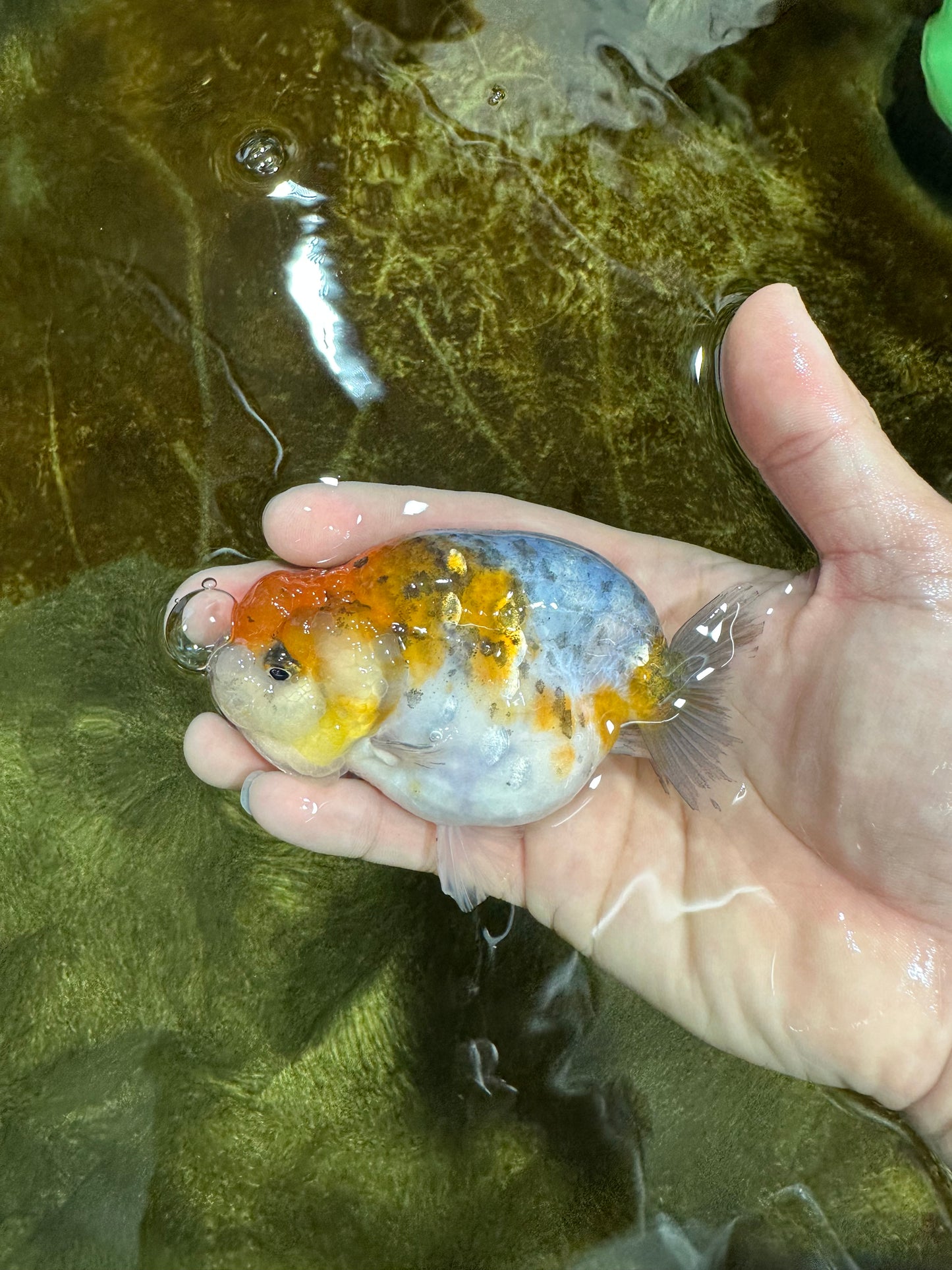 A Grade Calico LionQueen 4 inches #060625LC_05