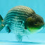 UNIQUE AAA Grade Blue Ranchu Male 5 inches #071026RC_10