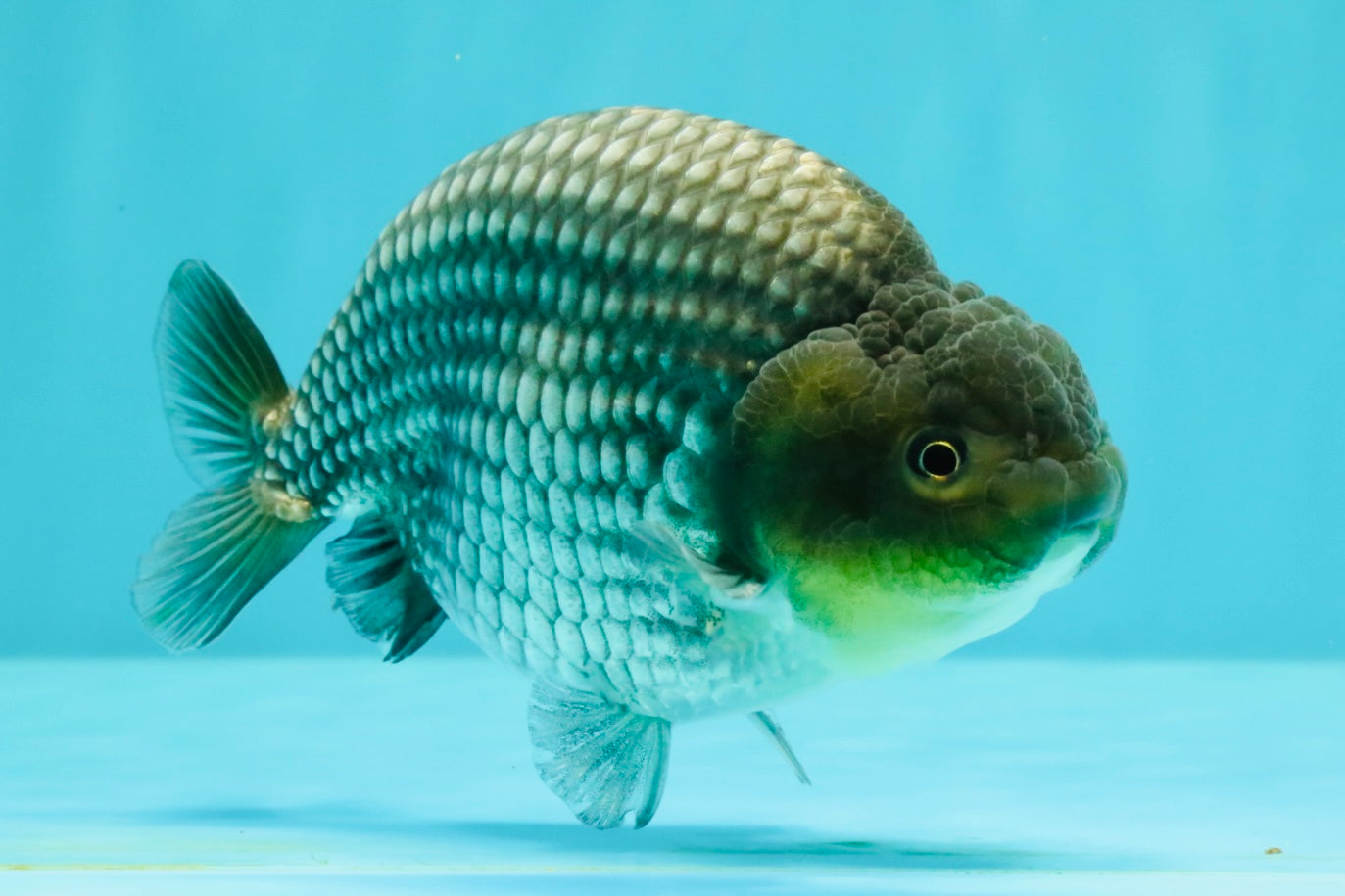 UNIQUE AAA Grade Blue Ranchu Male 5 inches #071026RC_10