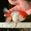 A Grade Chubby Tricolor Red Head Oranda Male 4.5-5 inches #1018OR_21