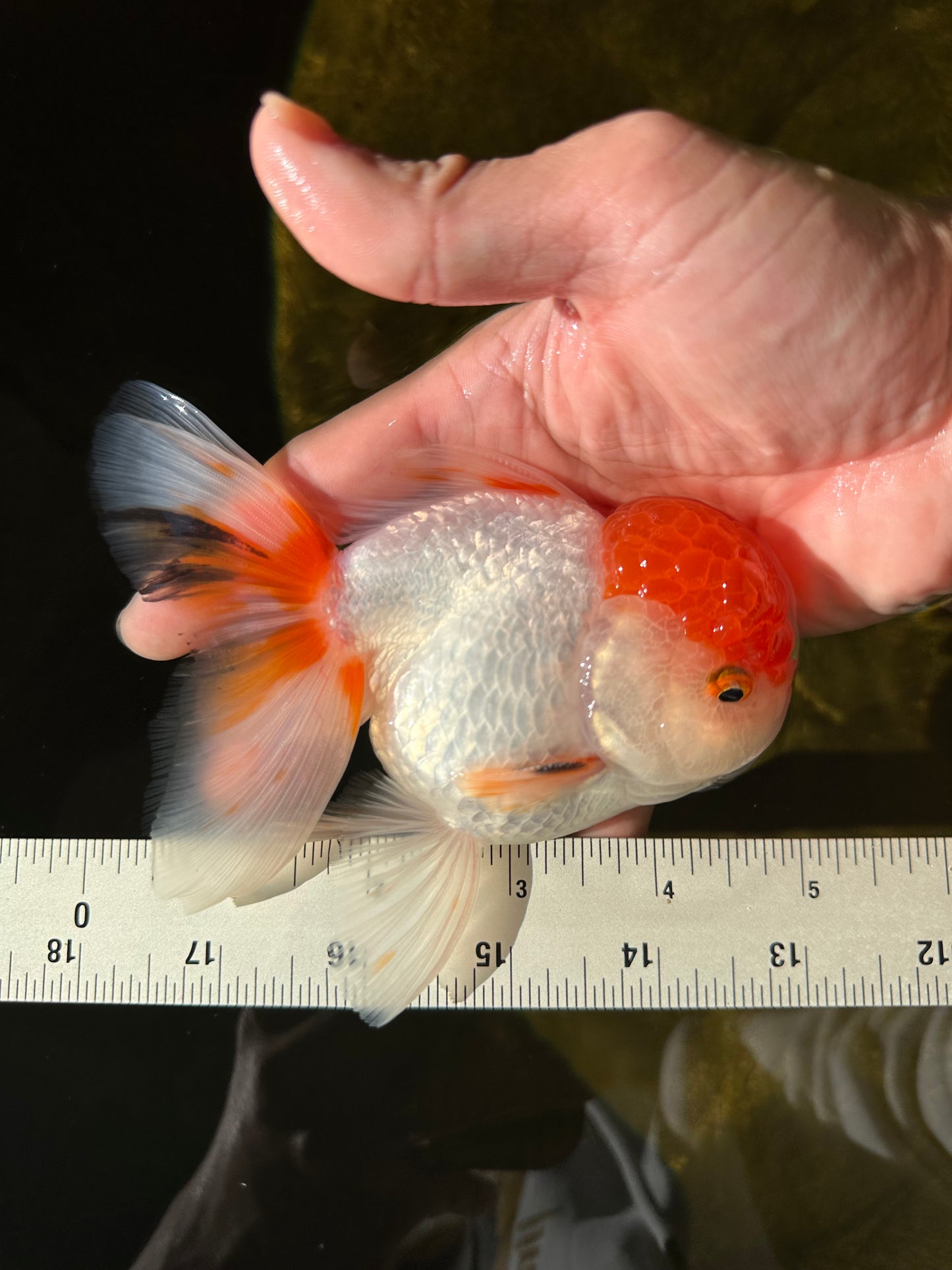 A Grade Chubby Tricolor Red Head Oranda Male 4.5-5 inches #1018OR_21