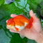 AAA Grade Red White Oranda Male 5.5 inches #0706OR_22