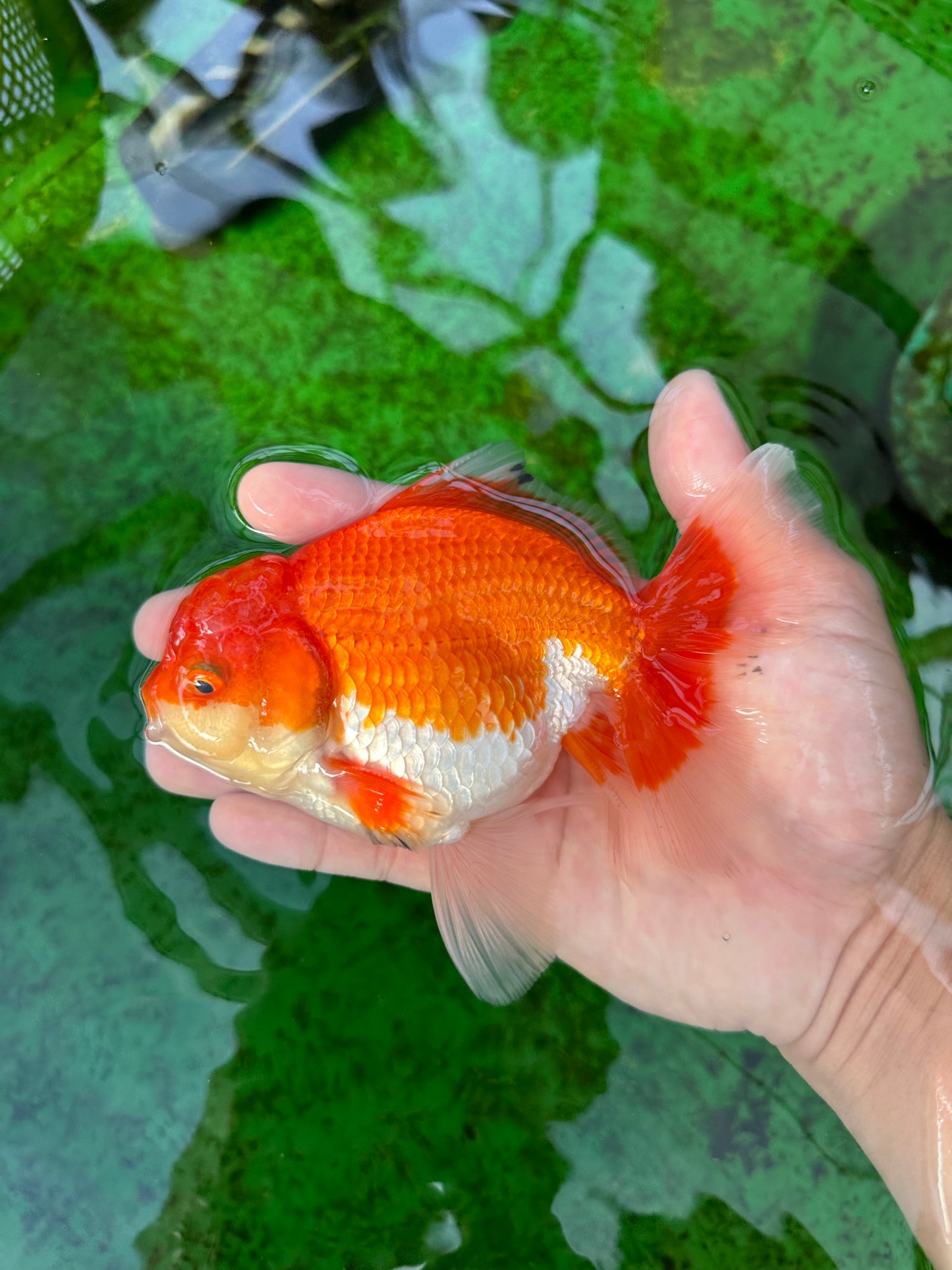 AAA Grade Red White Oranda Male 5.5 inches #0706OR_22