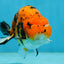A Grade Tiger Ranchu Male 5 inches #062725LC_04