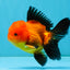 Apache Oranda Male 4.5 inches #032726OR_10
