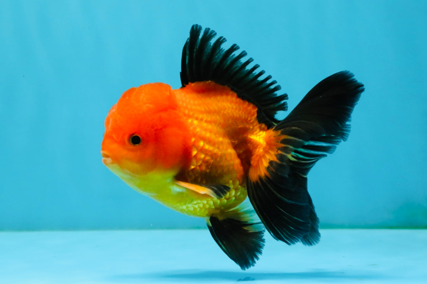 Apache Oranda Male 4.5 inches #032726OR_10