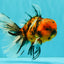FLUFFY A Grade Tiger Oranda Male 6 inches #081426OR_05