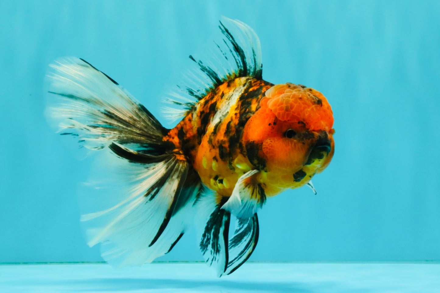 FLUFFY A Grade Tiger Oranda Male 6 inches #081426OR_05