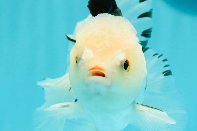 A Grade Tricolor Oranda Male 5.5 inches #111524OR_20