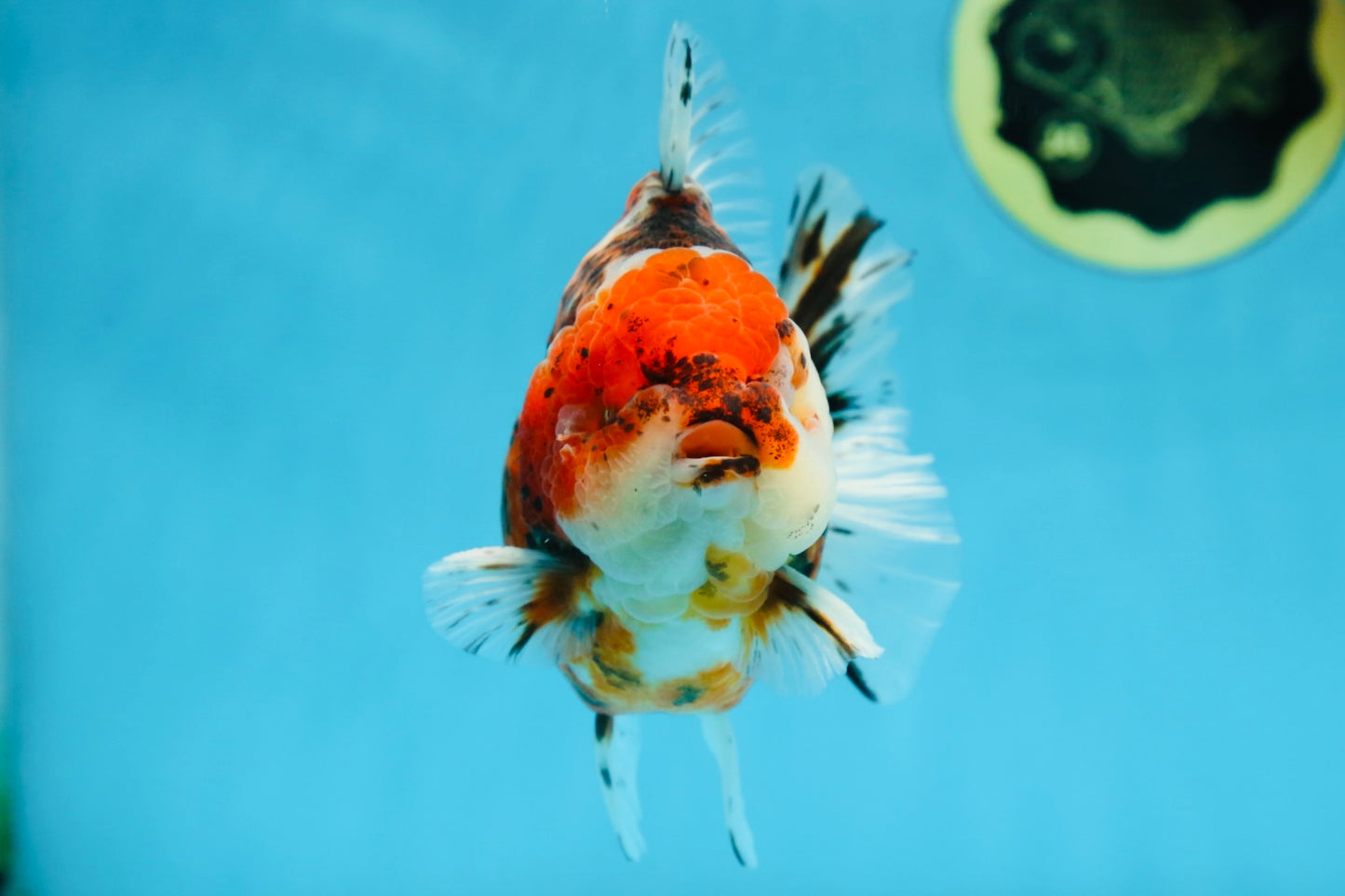 AAA Grade Godzilla Calico Yuanbao Male 4.5-5 inches #080125YB_14