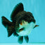 AAA Grade Panda Yuanbao Male 4.5-5 inches #082126YB_23