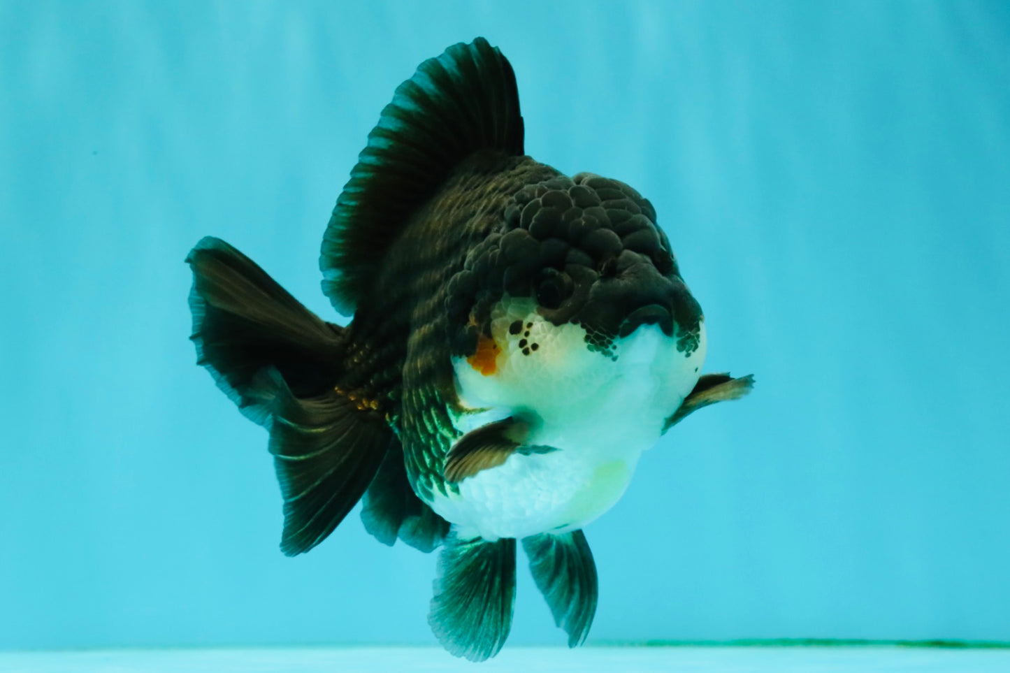 AAA Grade Panda Yuanbao Male 4.5-5 inches #082126YB_23
