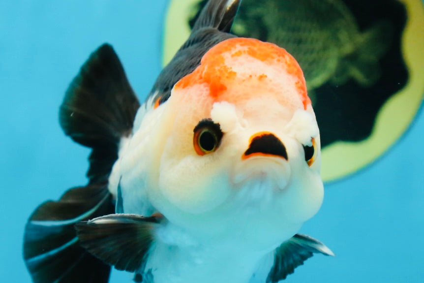 Puppy Pompom Tricolor Yuanbao Male 4.5 inches #071125YB_15