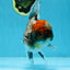 A Grade Kirin Oranda Female 6 inches #110725OR_02