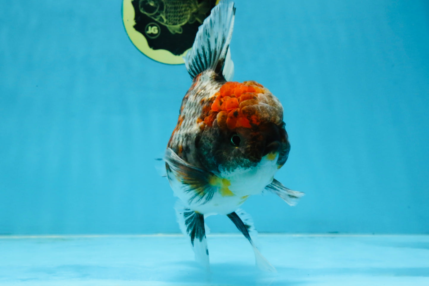 A Grade Kirin Oranda Female 6 inches #110725OR_02