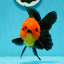 Grumpy 😡 A Grade Red Head Button Eyes Oranda Male 4.5-5 inches #1004OR_38