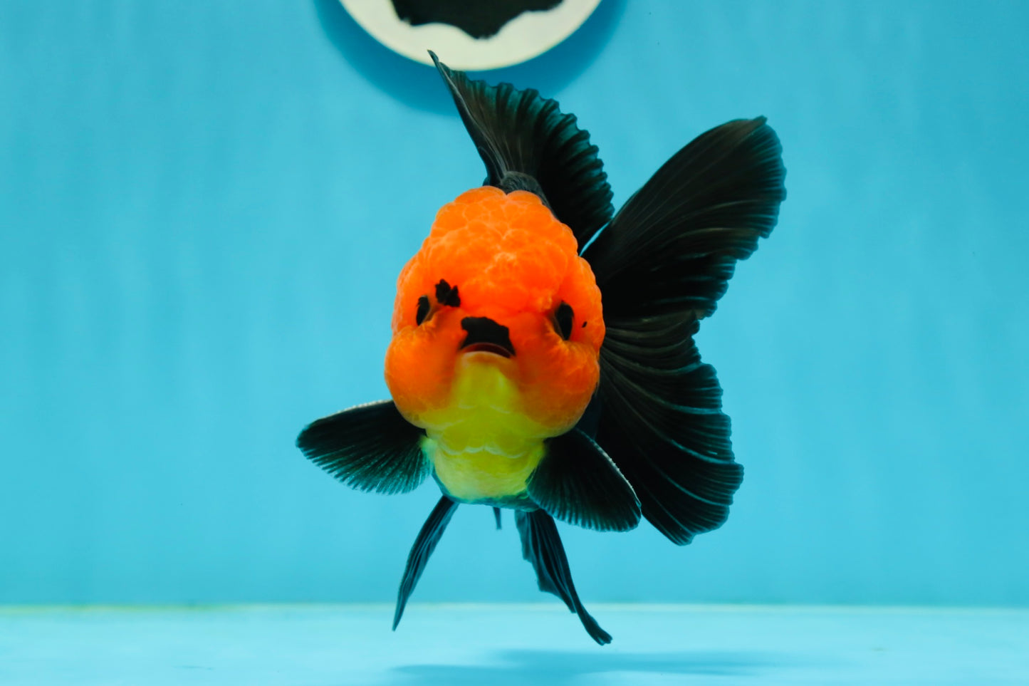 Grumpy 😡 A Grade Red Head Button Eyes Oranda Male 4.5-5 inches #1004OR_38