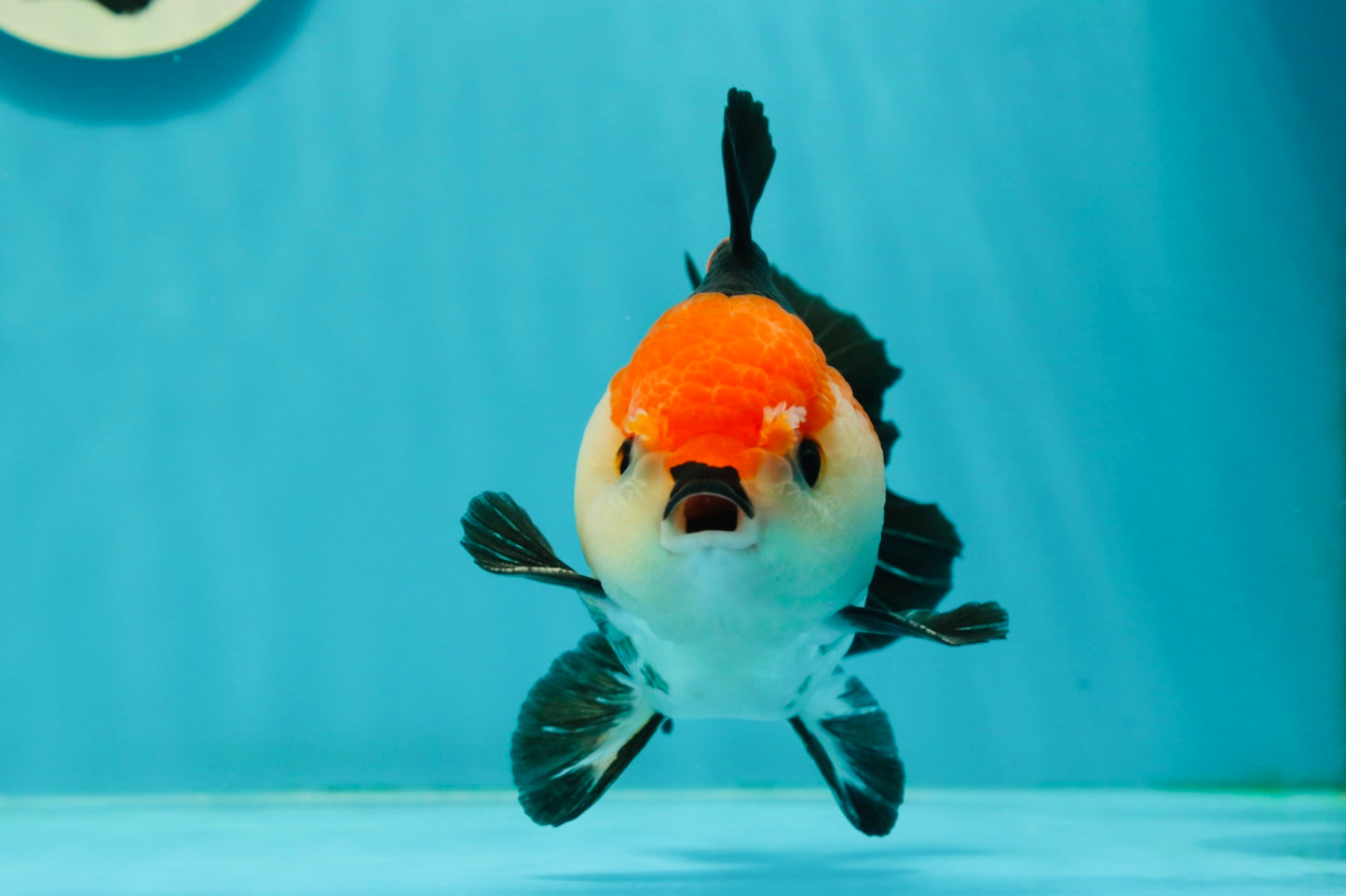 A Grade Tricolor Oranda Male 4.5 inches #110124OR_10