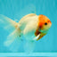 SPECIAL A Grade Tancho Sakura Oranda Male 5.5-6 inches #073126OR_09